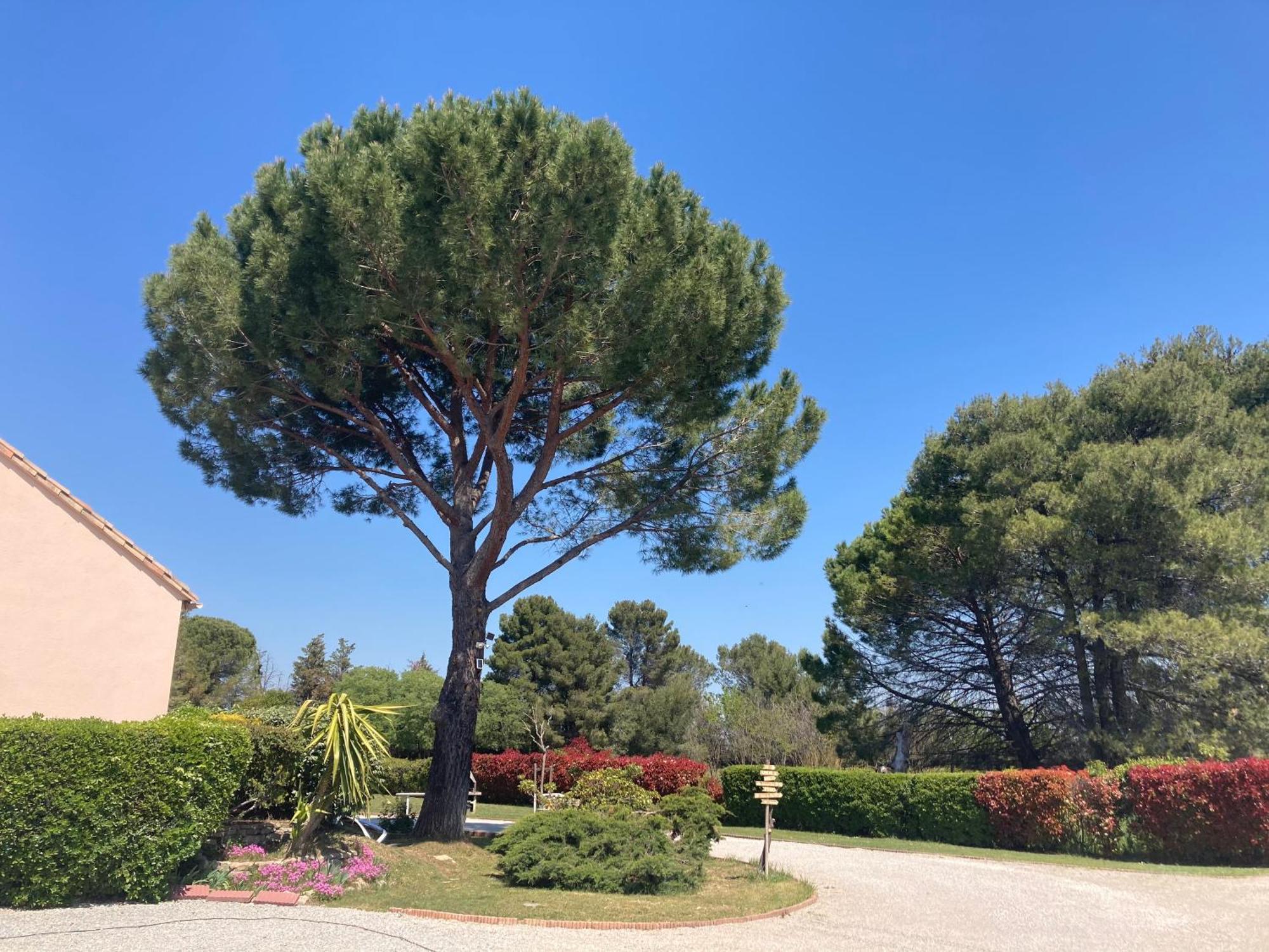 Les Bougainvillees De Camargue Villetelle Exteriör bild